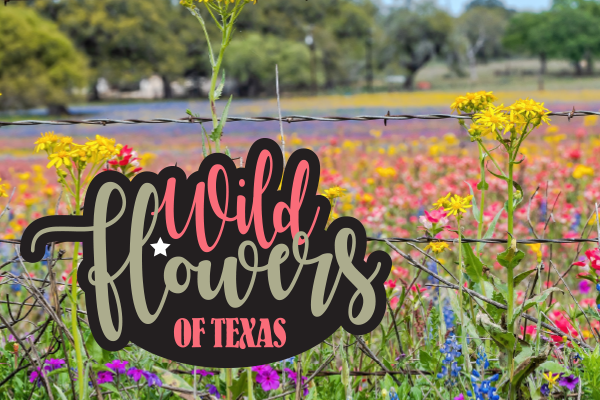 Wildflowers of Texas